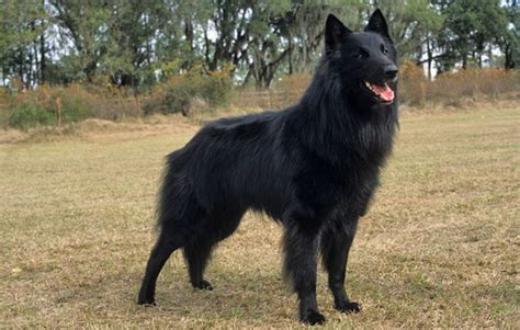 Belgian Sheepdog Breed Information