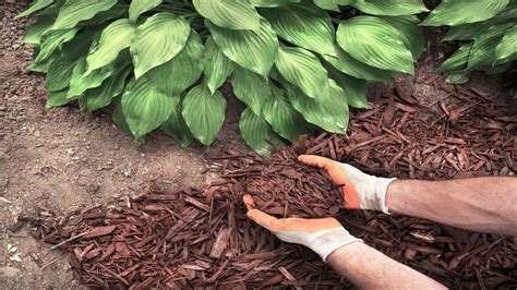 Mulch Installation | Texas Landscape Management