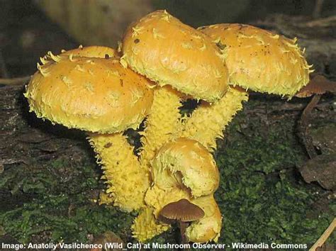 Types of Yellow Mushrooms (with Pictures) – Identification Guide • Air Gun Maniac