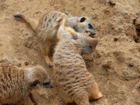 MEERKATS FIGHT! | san francisco, 02/17/08 | By: nayrb7 | Flickr - Photo Sharing!