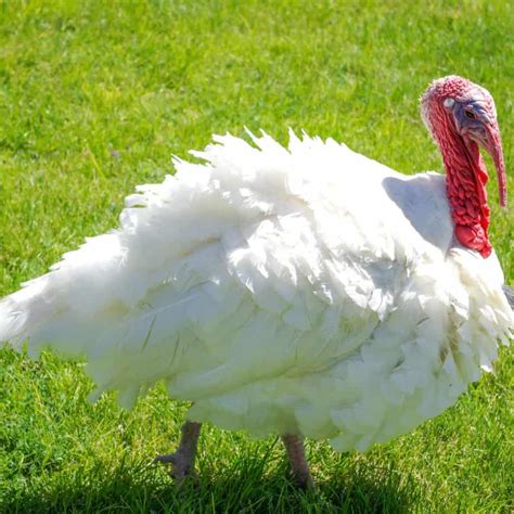 Turkey Breeds for Your Homestead