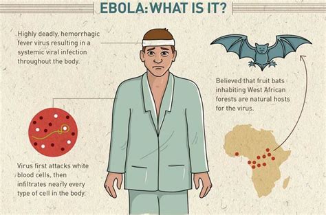 Ebola Virus Disease (EVD); transmission, diagnosis, management and ...