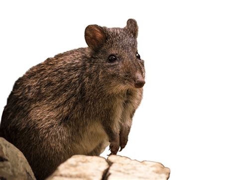 Long-nosed Potoroo - National Zoo & Aquarium