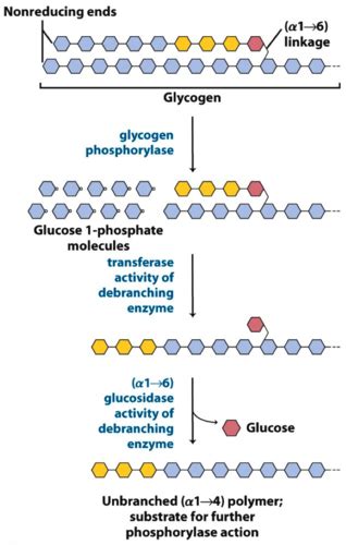 Glycogen Metabolism Flashcards | Quizlet