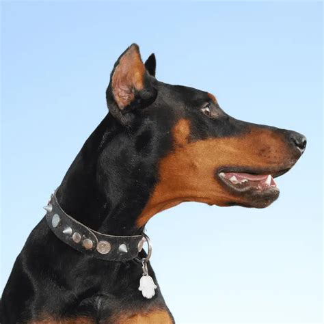 Are Dobermann Dogs Dangerous? (It's Not What You Think) - Dog Friendly ...