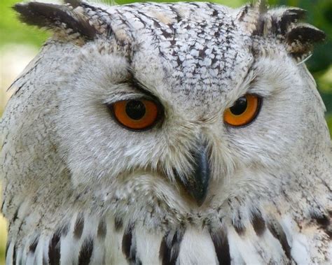 Owl Name Generator - Get The Best Name For Your Pet Owl