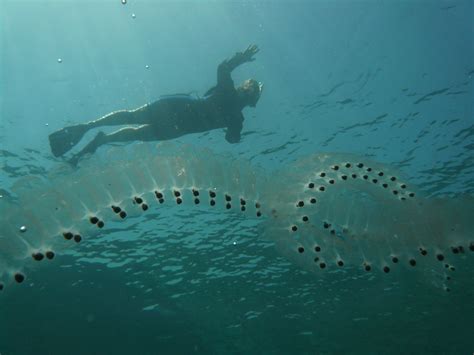 File:Salp.jpg - Wikipedia