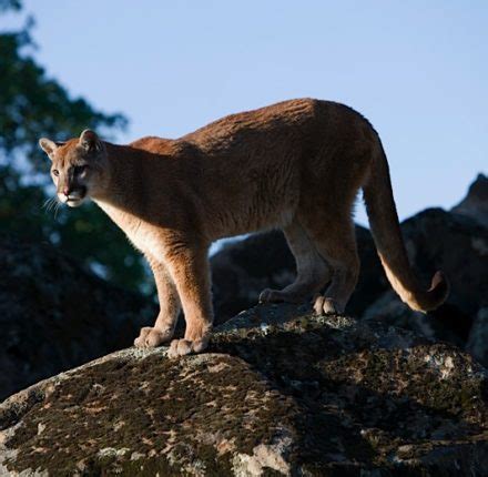 Sierra Speaker Series: Cougars and Conservation with Dr. Rick Hopkins ...