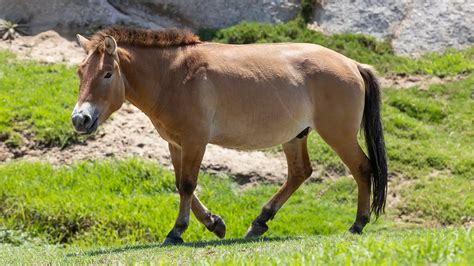 El primer caballo de Przewalski, especie en peligro de extinción ...