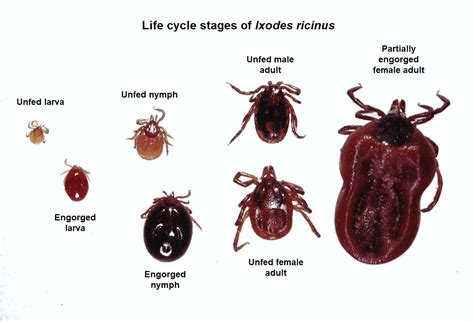 Lyme Disease