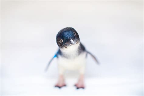 Cuteness Overload—Little Blue Penguins are Coming to San Diego - Sunset Magazine