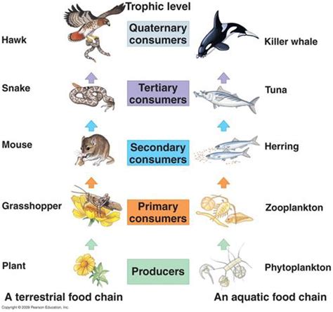 Energy flow - pacific ocean