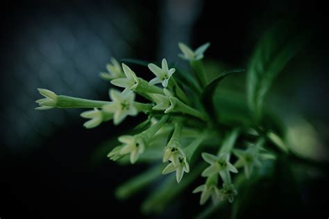 Night blooming Jasmine | Bloom, Plants, Flowers