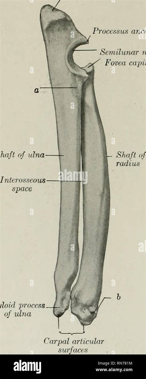 Ulnar notch hi-res stock photography and images - Alamy