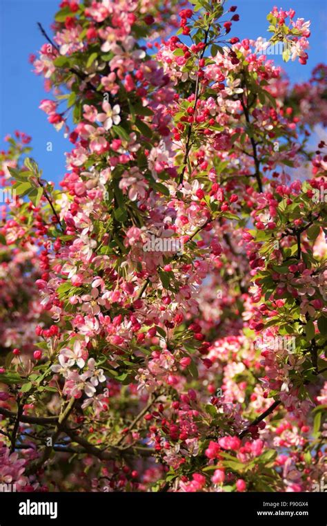 pink apple blossom Stock Photo - Alamy