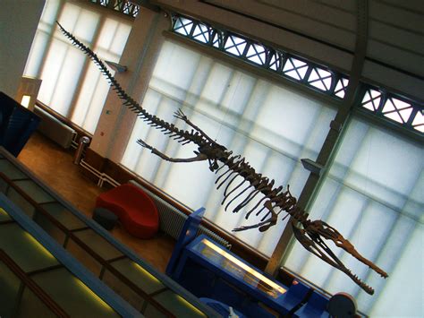 Machimosaurus