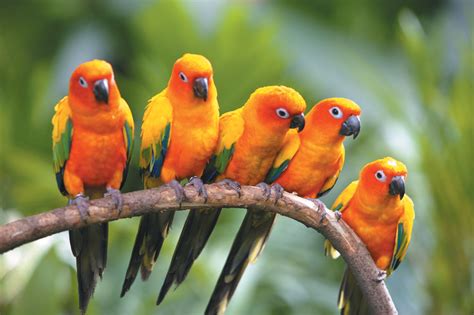 Birds of Paradise in Indonesia | Investvine