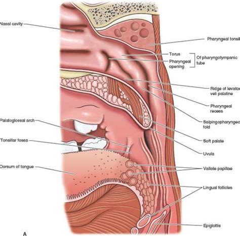 Oropharynx: Introduction | Radiology Key