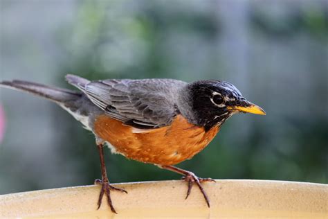 Through Carol's Lens: Robin Redbreast