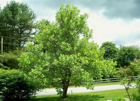 The 15 Best Trees for Any Backyard | Shade trees, Backyard shade ...