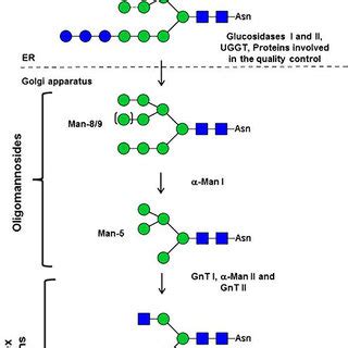 Comparison of the N-glycosylation pathways in P. tricornutum and C.... | Download Scientific Diagram