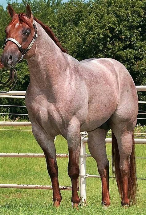 Red roan | Horses, Quarter horse, Aqha horses