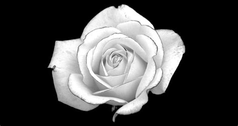 Black and White Rose Wallpaper ·① WallpaperTag