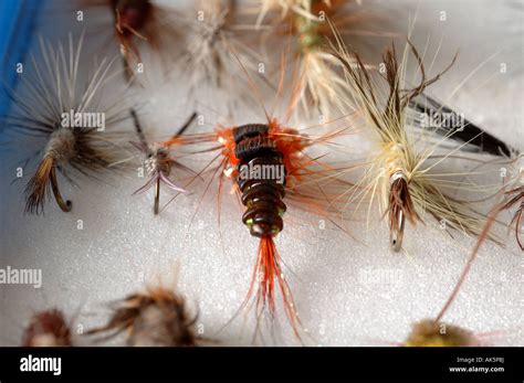 Fly Fishing flies Stock Photo - Alamy