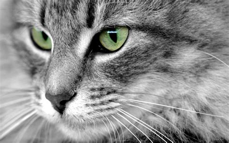 Beautiful Eyes - Cats Wallpaper (16249944) - Fanpop