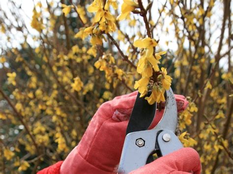 Prune Forsythia In Spring Say Gardeners, Immediately After They've ...