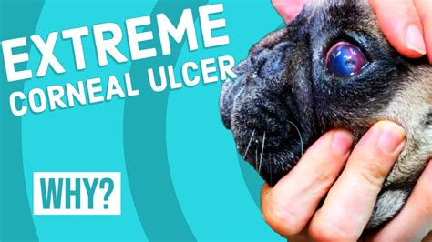 How Long For Corneal Ulcer To Heal In Dog