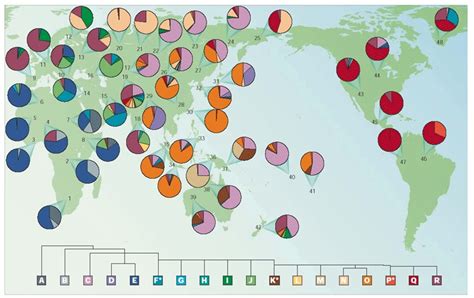 Global distribution of Y haplogroups.Each circle represents a... | Download Scientific Diagram