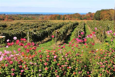 Lake Erie Wine Country | Visit Western NY - The Chautauqua-Allegheny ...