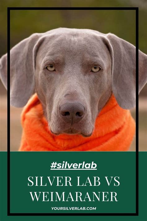 Silver Lab vs Weimaraner | Weimaraner Dog & Labrador Puppies | Weimaraner, Weimaraner dogs ...