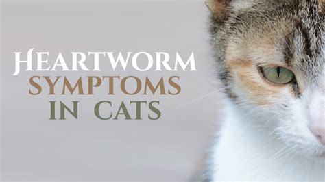 Heartworm Symptoms In Cats - Catological