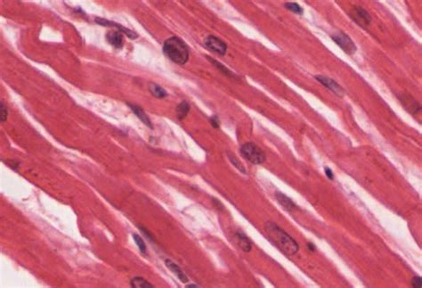 Cardiac Muscle Tissue | Anatomy and Physiology I