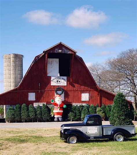 4 Farms to Get a Christmas Tree Near Nashville - Nashville Lifestyles