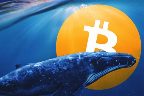 Crypto Whale Watching: How to Catch Market Insights and Interpret Them - Coindoo