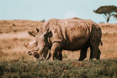 Rhino Poaching