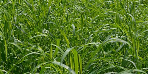 Couch Grass (Elymus Repens) - Glenlivet Wildlife