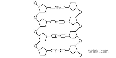 antiparallel dna strands structure of dna diagram science secondary bw rgb