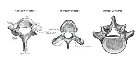 What is the size of the lumbar vertebrae in comparison to those of the cervical and thoracic ...