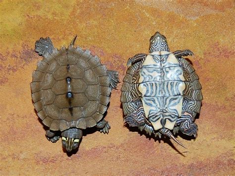 Northern Black Knobbed Map Turtle Size - FEQTUSI