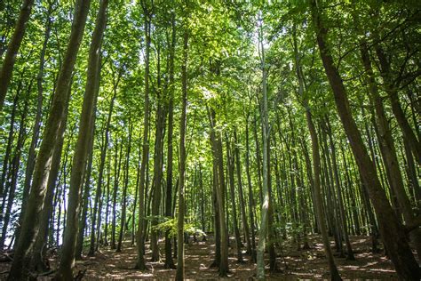 Jasmund National Park, Ancient Beech Forests of Germany Unesco World Heritage Site, World ...