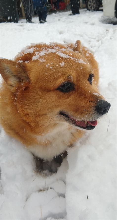 A Christmas Corgi : r/corgi