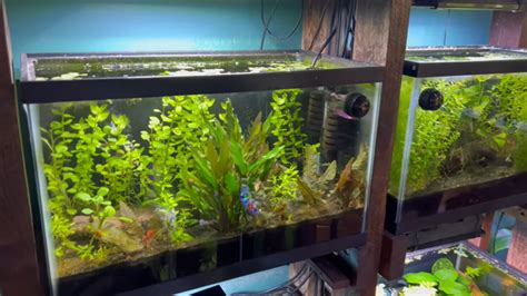 How to Setup a Planted Aquarium - Live Plants for Beginners | Tank Facts