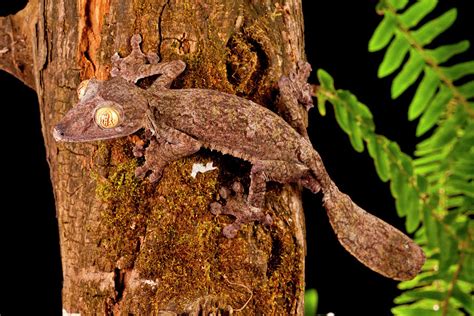 Giant Leaf-tailed Gecko, Uroplatus Photograph by David Northcott