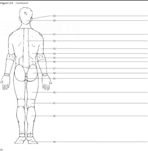 Printable Body Regions Labeling Worksheets