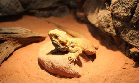 Bearded Dragon Tank Size Guide (Prevent Health Problems)