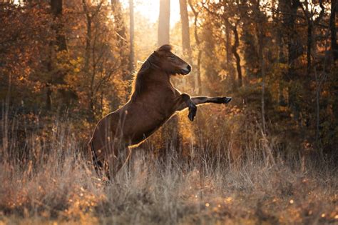 8 Horse Photography Tips for Impactful and Creative Photos